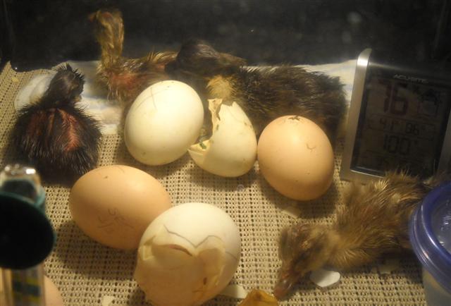 31787_duckling_hatch2_-_032111_small.jpg