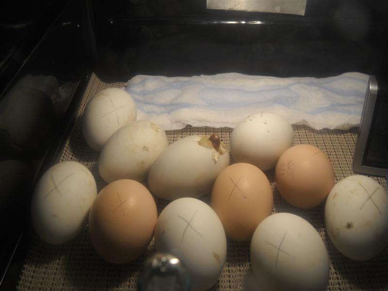 31787_duckling_hatch_-_032111_002_medium.jpg