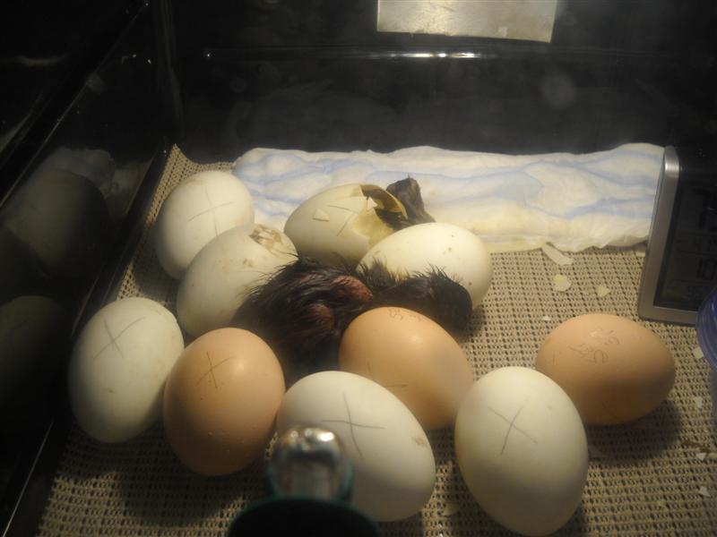 31787_duckling_hatch_-_032111_005_medium.jpg