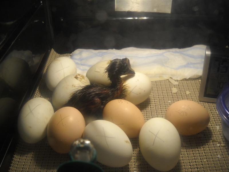 31787_duckling_hatch_-_032111_006_medium.jpg
