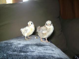 31816_chicken.jpg