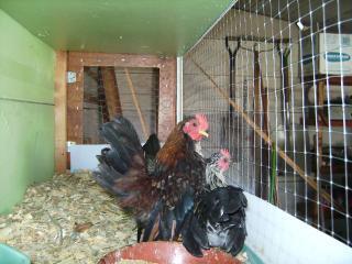 31816_chicken_080.jpg