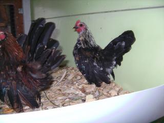 31816_chicken_083.jpg