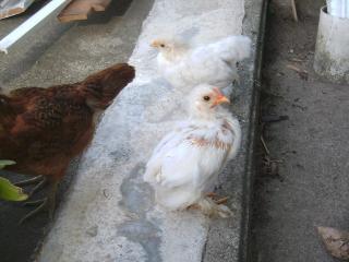 31816_cochins_5_wks.jpg