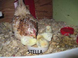 31816_stella_chicks.jpg