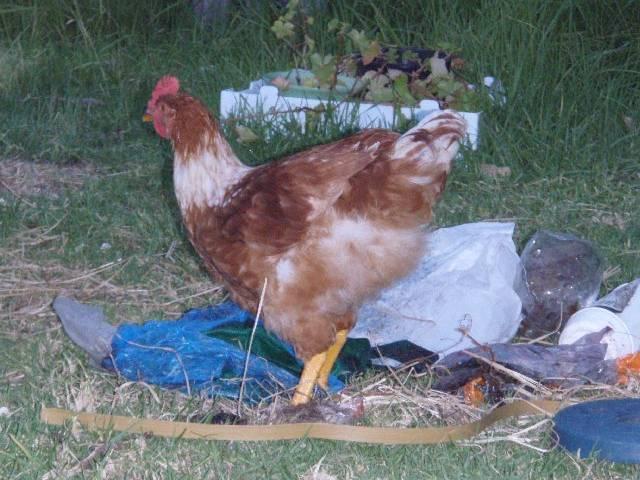 31823_isa_brown_cock_16wks.jpg