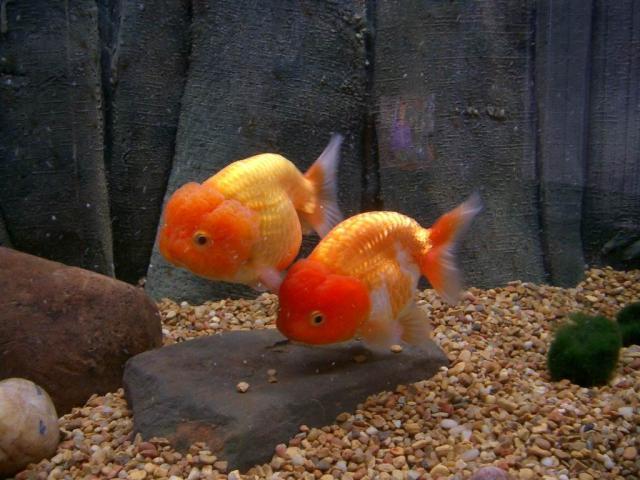 31844_my_2_ranchus.jpg