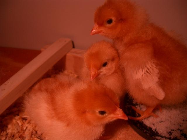 31844_my_3_chicks.jpg