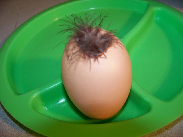 31882_bald_egg.jpg