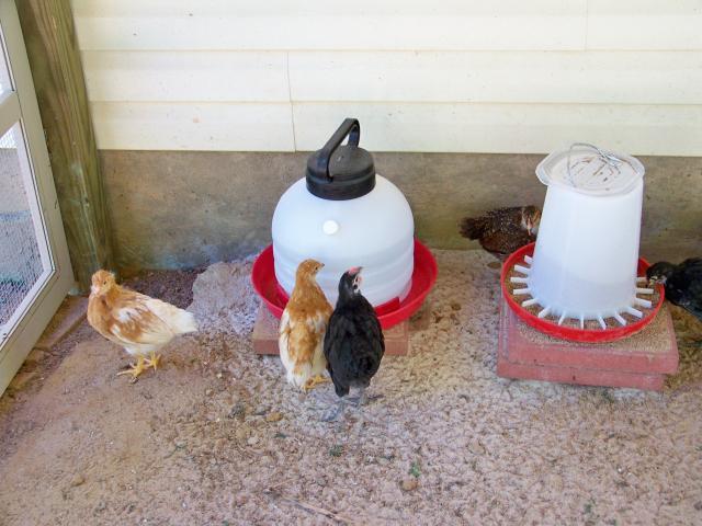 31882_lunchtime.jpg