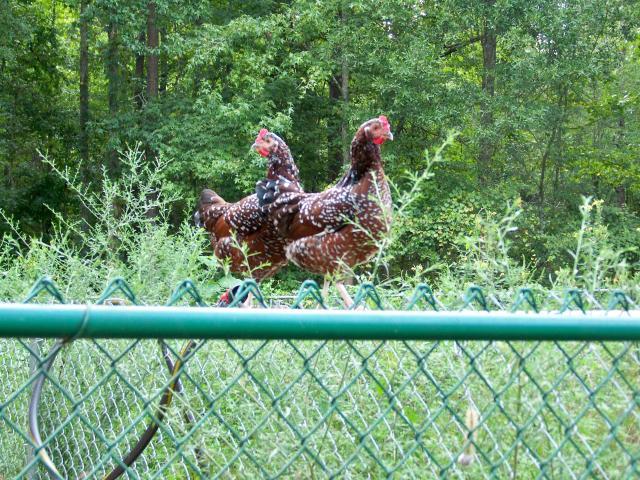 31882_speckled_hens.jpg