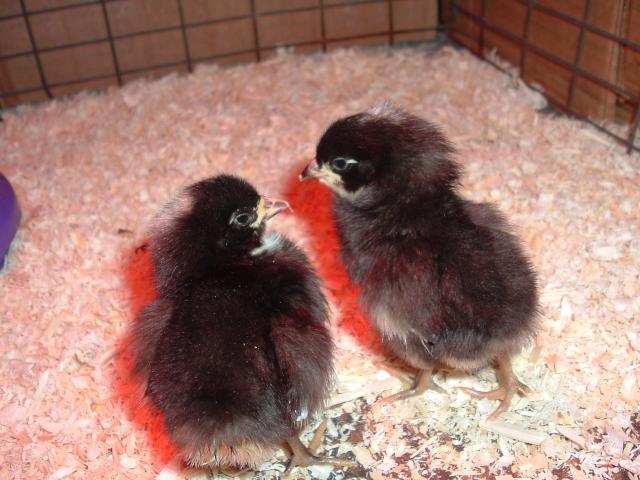 31895_chicks--1_day_old_003.jpg