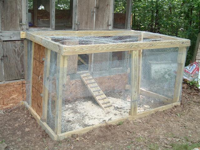 31895_chicks_6_weeks_and_3_days---new_house_003.jpg