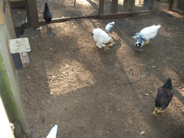 31919_chickens_033.jpg