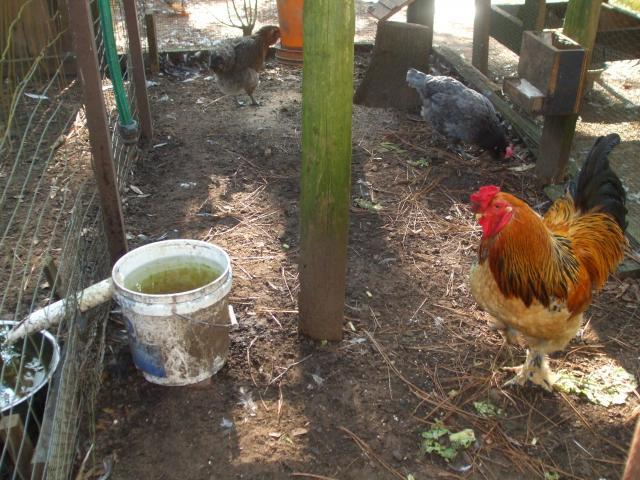 31919_chickens_037.jpg