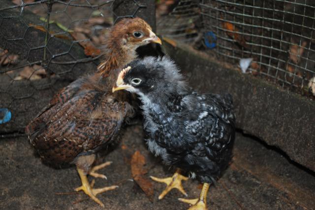 31919_chickens_064.jpg