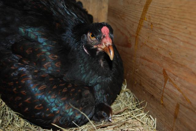 31919_chickens_067.jpg