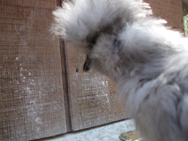 31919_chickens_083.jpg