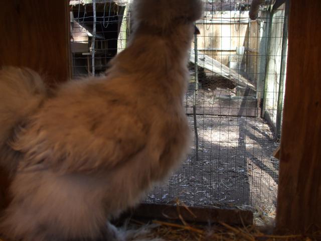 31919_chickens_087.jpg