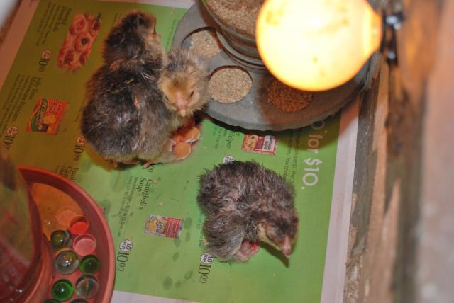 31919_chickens_088.jpg
