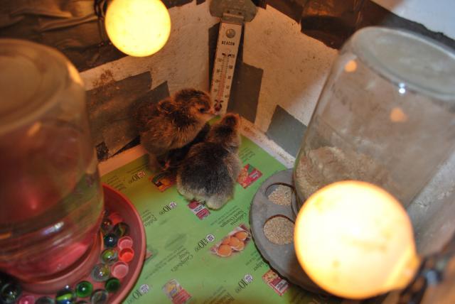 31919_chickens_090.jpg
