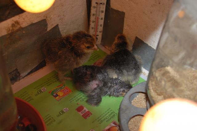 31919_chickens_092.jpg