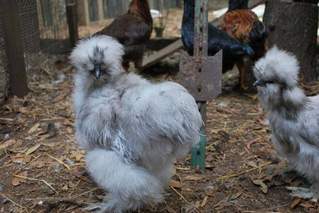 31919_chickens_093.jpg