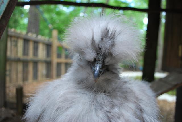 31919_chickens_094.jpg