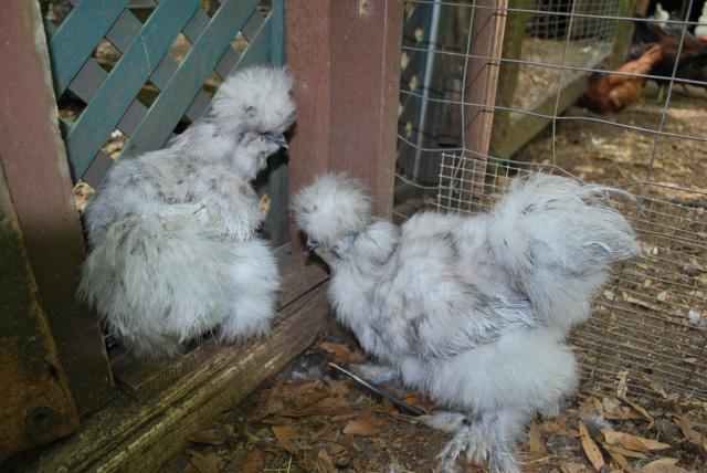 31919_chickens_096.jpg