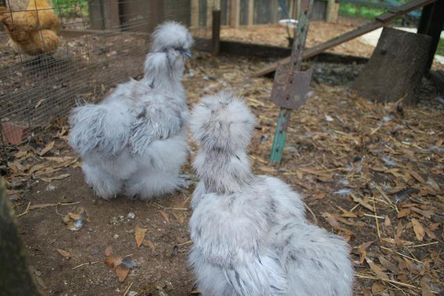 31919_chickens_097.jpg
