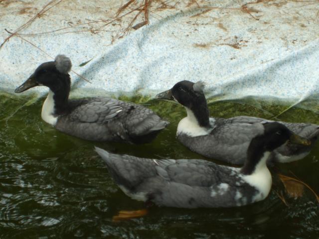 31919_ducks.jpg