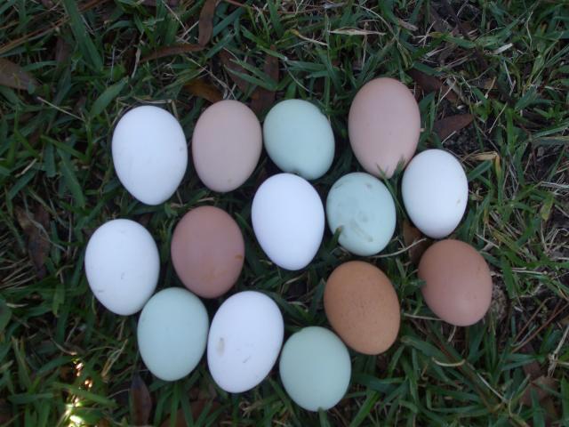 31919_eggs4sale.jpg