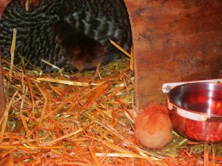 31944_farm_006.jpg