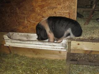 31944_pig_007.jpg