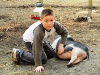 31944_pig_043.jpg
