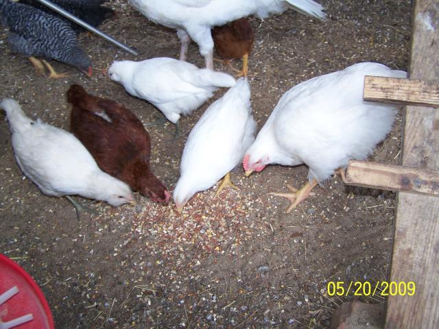31956_chickens52009_015.jpg