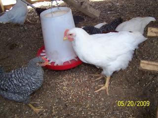 31956_chickens52009_016.jpg
