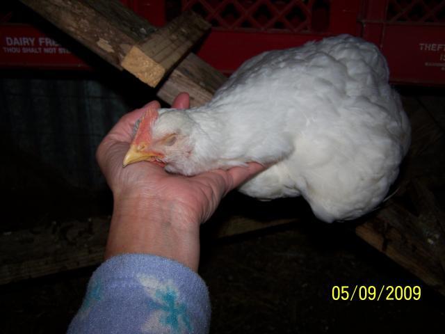 31956_chickens_104.jpg