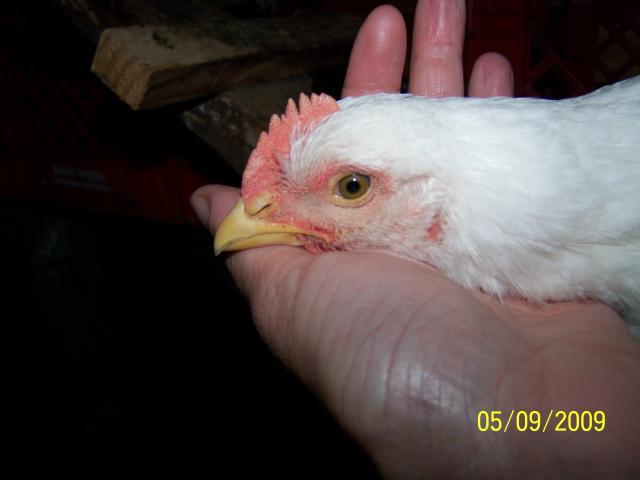 31956_chickens_108.jpg