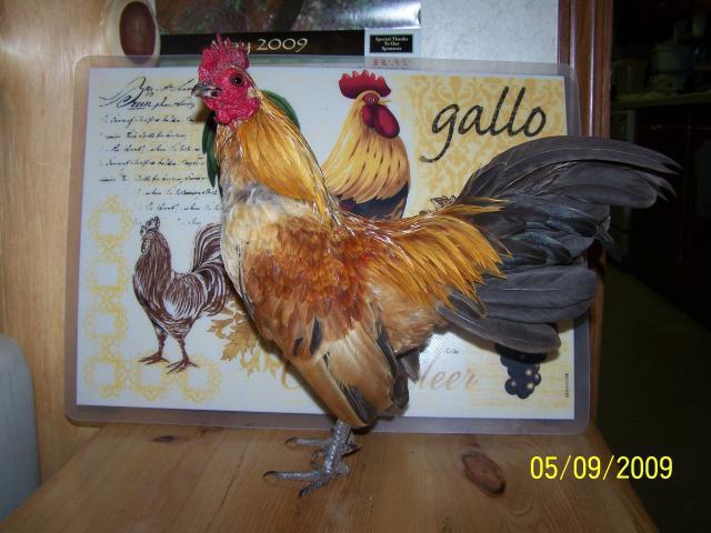 31956_misc5-9-09_005.jpg