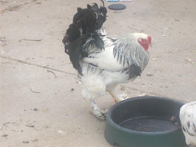 31967_chickens_011.jpg