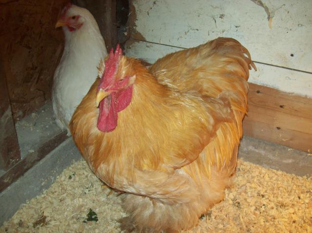 31967_henely_hatchery_chicks_029.jpg