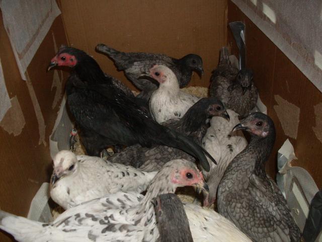 31967_henely_hatchery_chicks_054.jpg
