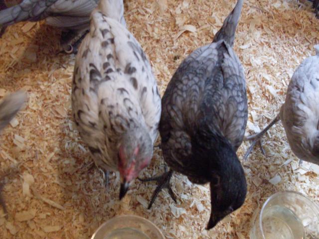 31967_henely_hatchery_chicks_061.jpg