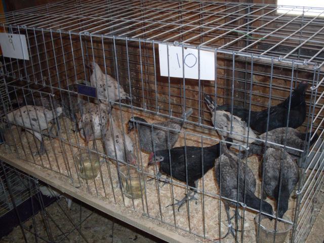 31967_henely_hatchery_chicks_062.jpg