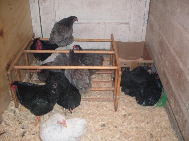 31967_henely_hatchery_chicks_110.jpg
