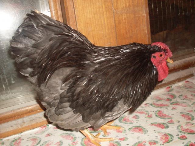 31967_henely_hatchery_chicks_119.jpg