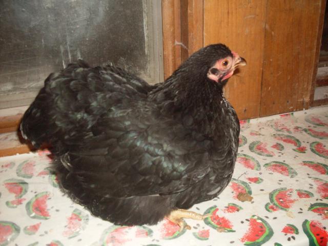 31967_henely_hatchery_chicks_120.jpg