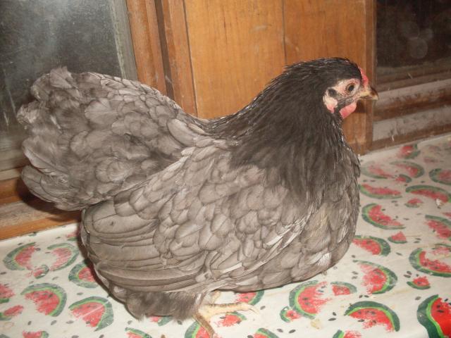 31967_henely_hatchery_chicks_121.jpg