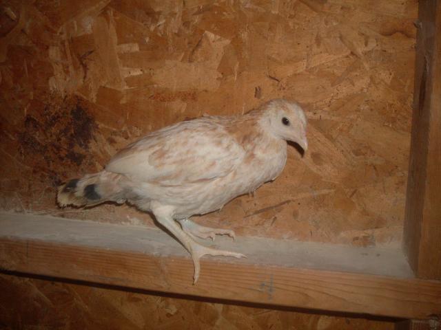 31967_henely_hatchery_chicks_129.jpg